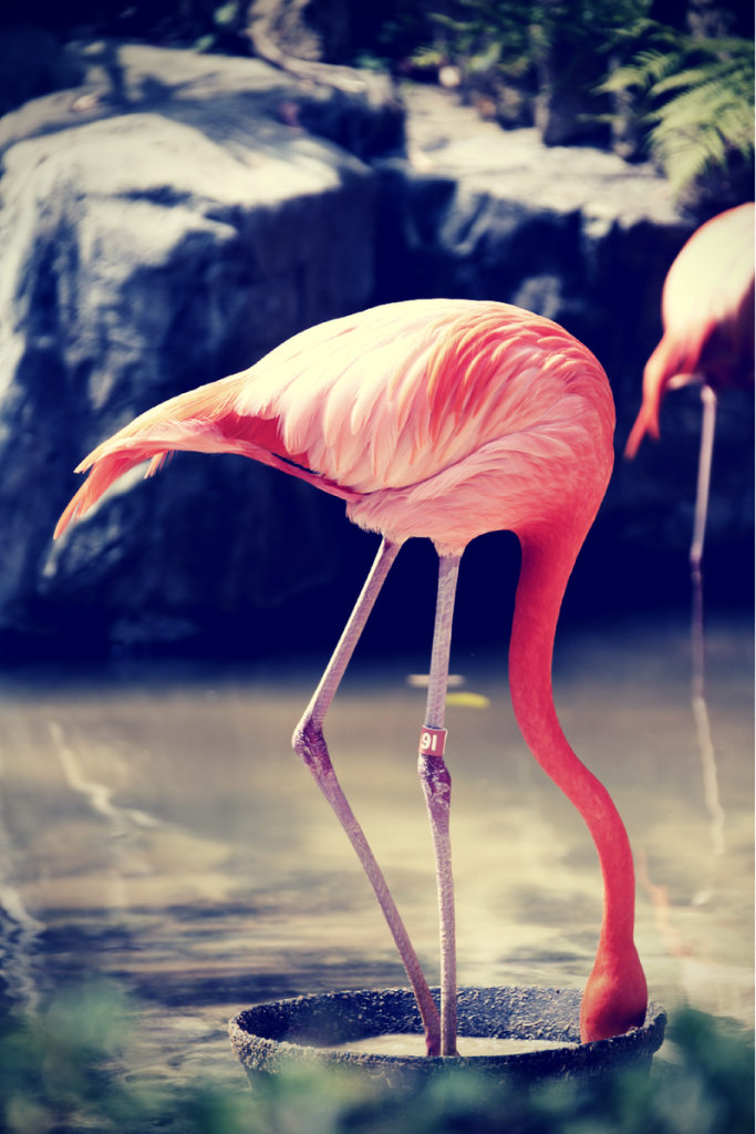 Flamingo With Head in Sand