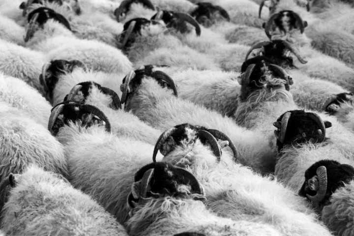Sheep - Not Standing Out From the Crowd