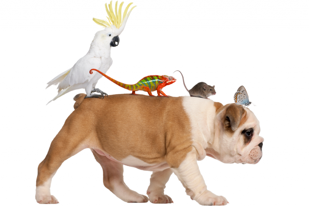 Bulldog with a cockatoo, chameleon, mouse and butterfly on his back