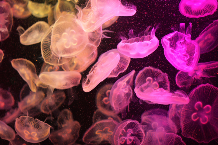 Jellyfish in Purple Light