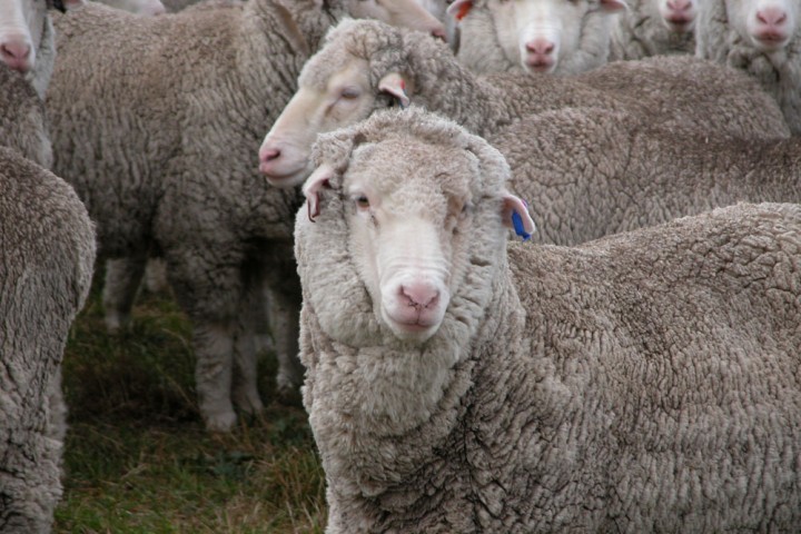 White Gum Wool sheep