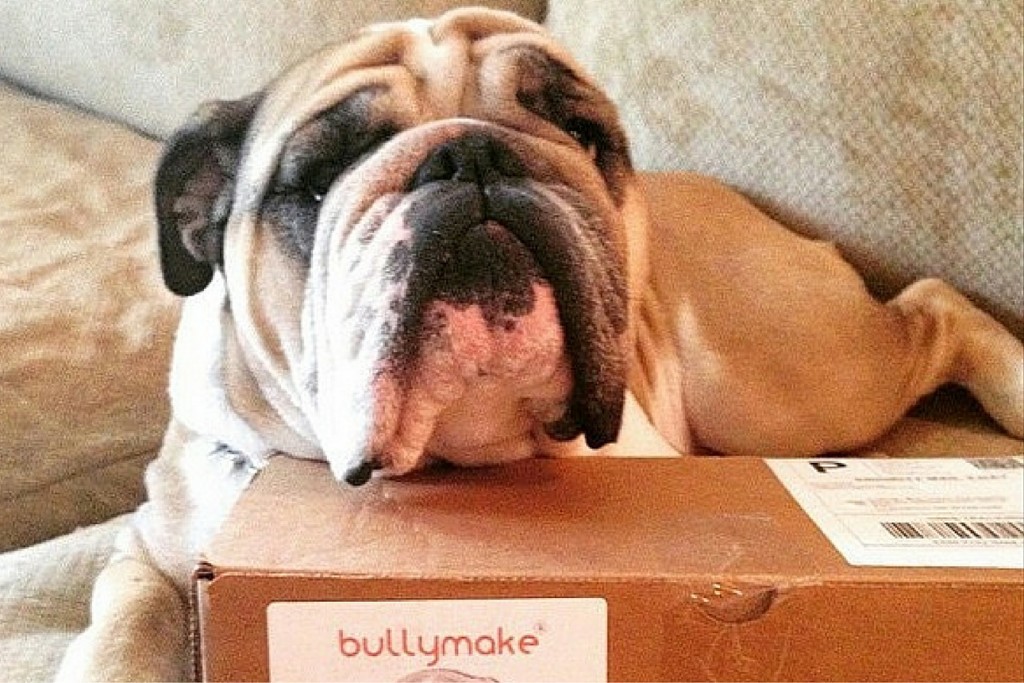 Bullymake bulldog with box