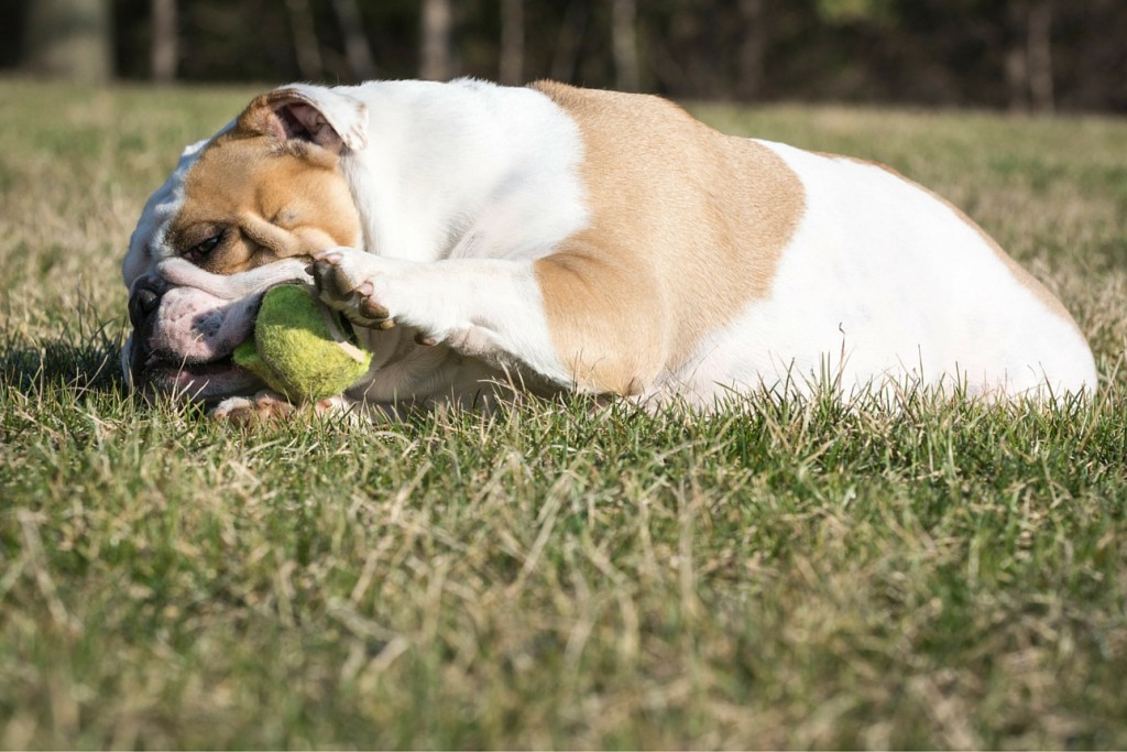 Bulldog chewing apart tennis ball - he needs Bullymake!